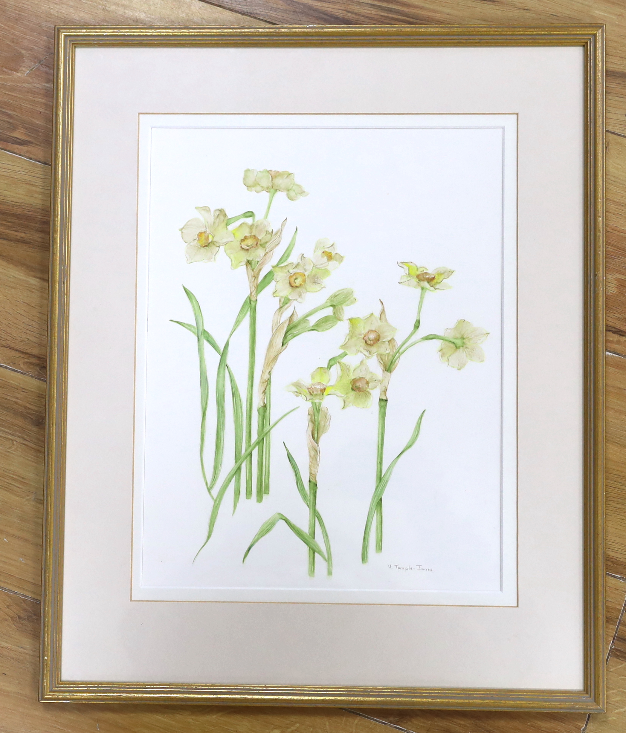 Valerie Temple-Jones (contemporary), botanical watercolour, 'Narcissus', signed, labels verso, 35 x 26cm